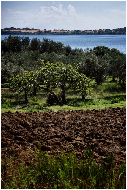 KERKYRA FAGITO CHOMA©HOMOLKA